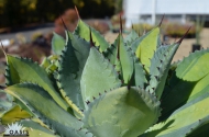Agave 'Russe Laure'