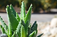 Aloe nobilis 'Gold Tooth Aloe'