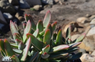 Crassula 'Bullwinkle'