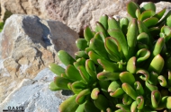 Crassula 'ET's Fingers'