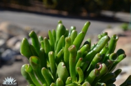 Crassula 'Gollum'.jpg