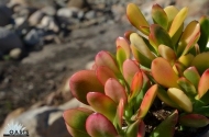 Crassula 'Irish Rainbows'