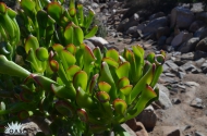 Crassula 'Ogre's Ears'