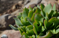 Crassula "Ripple Jade"™