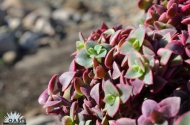 Crassula marginata 'Calico-Kitten'