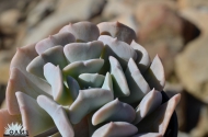 Echeveria 'Cubic Frost' PPAF