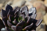 Echeveria 'Black Prince'