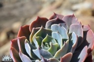 Echeveria 'Colorshift' PPAF