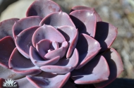 Echeveria 'Dusty Rose'