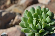 Echeveria 'Irish Mint'