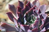 Echeveria 'Neon Breakers' USPP 21406