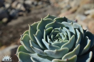 Echeveria TBD