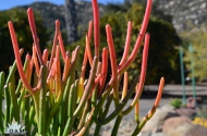 Euphorbia 'Firesticks'