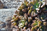 Graptosedum Vera Higgins