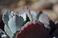 Kalanchoe pumila