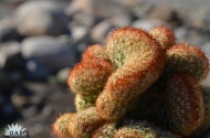 Mammillaria elongata 'Copper King' Cristata