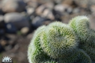 Mammillaria pilcayensis cristata