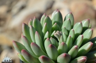 Pacheveria 'Jewel Tone'