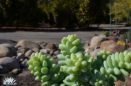 Sedum 'Burrito'